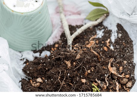 Plumeria plant on soil near the pot before potting. Frangipani repotting close-up