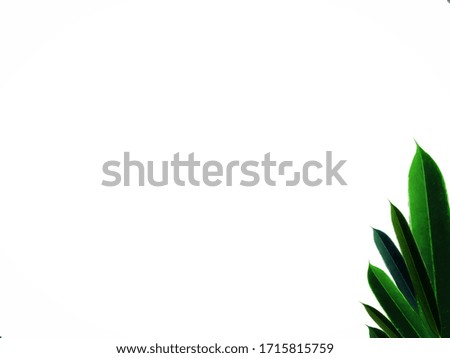 Closeup​ beautiful green​ leaves​ on​ white​ wall​ background. Tropical​ leaves​ on​ white​ background. 