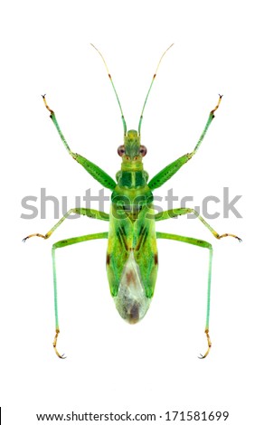 Bug Nabis viridulus on a white background