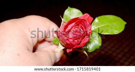 Man hand with a rose on dark background

