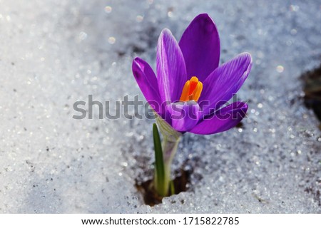 Violet crocus flower growing in the snow. Miracle of nature