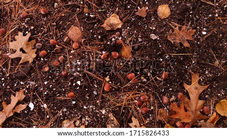 Fallen acorns and leaves on the ground