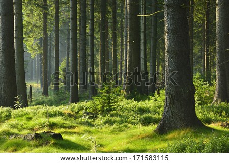 Sunlit Spruce Tree Forest  Royalty-Free Stock Photo #171583115