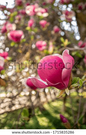 Close-up of a large beautiful pink flowers of magnolia. Magnolia tree blossom in spring time.
