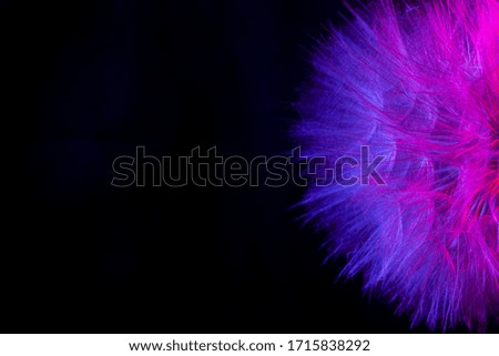 Big dandelion in pink-blue neon light. Abstract photo on a dark background. Element for graphic design. Picture for desktop with a plant.