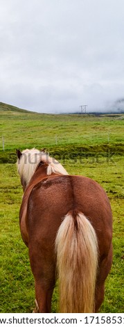 Back view of a horse in Iceland