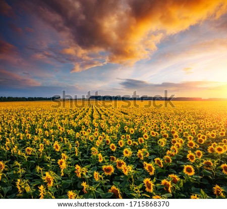 Magical scene of vivid yellow sunflowers from above in the evening. Location place Ukraine, Europe. Photo of ecology concept. Agrarian industry. Perfect wallpaper. Drone photography. Beauty of earth.