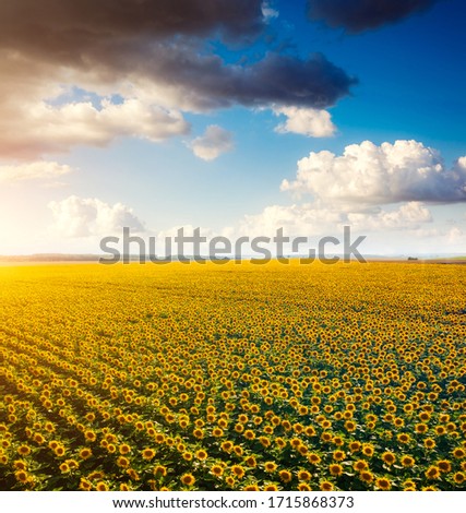 Aerial view of bright yellow sunflowers with clouds on a sunny day. Location place Ukraine, Europe. Photo of ecology concept. Agrarian industry. Perfect wallpaper. Drone photography. Beauty of earth.
