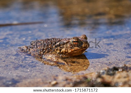 The amphibian animal common toad, European toad, or in english speaking parts of Europe, simply the toad, resting in the shallow clear water and waiting for mating or coupling in sunny spring day.