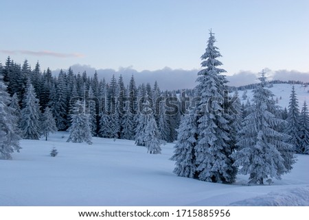 Snow covered fir trees on the background of mountains. Picturesque snowy winter landscape.