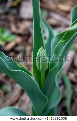 Flower bud in green leaves. Tulip blooms in spring. Tulip bud on a background of green leaves.