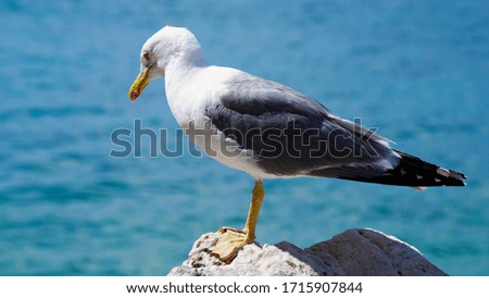 seagull on a rock by the sea in Croatia
