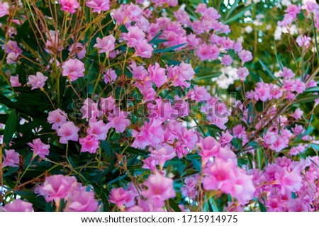 Pink Turkish flowers. Bougainvillea fuchsia.