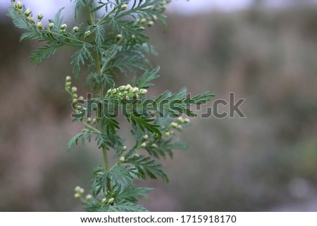Artemisia annua - Wild plant shot in summer. Royalty-Free Stock Photo #1715918170