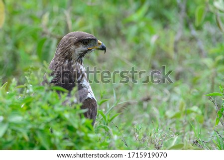 The mountain buzzard (Buteo oreophilus) is a bird of prey that lives in montane forests in East Africa.