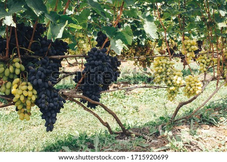 vineyard and grapes in Ukraine