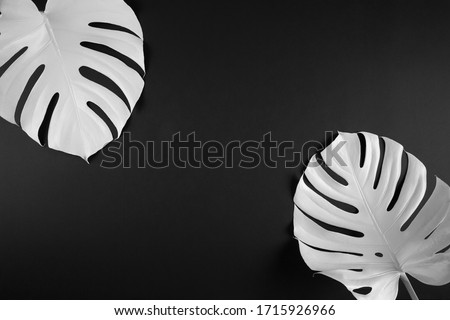 Tropical border frame. Unusual white painted monstera leaves on black background isolated. Room for text. Minimal beauty concept.