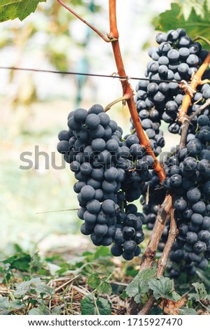 vineyard and grapes in Ukraine