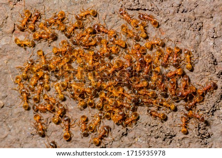 Myrmica rubra, also known as the European fire ant or common red ant.