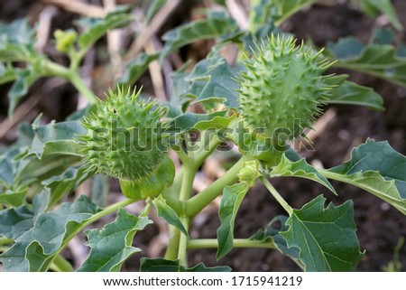 Datura stramonium, Thorn Apple. Wild plant shot in summer. Royalty-Free Stock Photo #1715941219