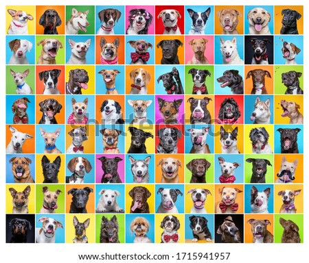 cute group of dogs in a studio shot collage on an isolated background