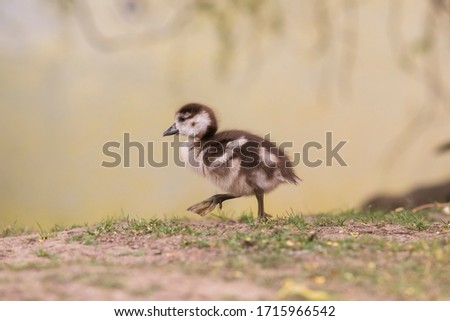 Young Great Geese - Anser anser by the pond. Photo of wild nature. Photo with nice bokeh.