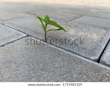 A little plant has found the right way in a hole between road tiles. Opportunity concept. Soft focus