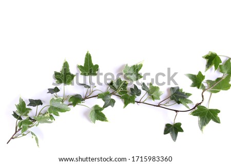 Green  climbing plant ivy with bright color leaves isolated on white background. Royalty-Free Stock Photo #1715983360
