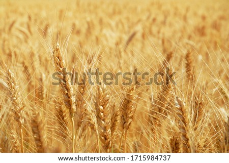 Close-up of a field of golden, ripe wheat
