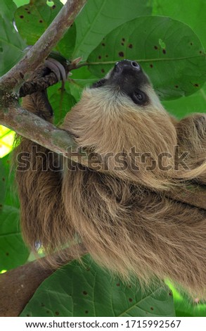 Cute sloth relaxing on tree branch with chilled face,wild animal in the Rainforest of Costa Rica, Bradypus variegatus, brown-throated three-toed sloth, Royalty-Free Stock Photo #1715992567