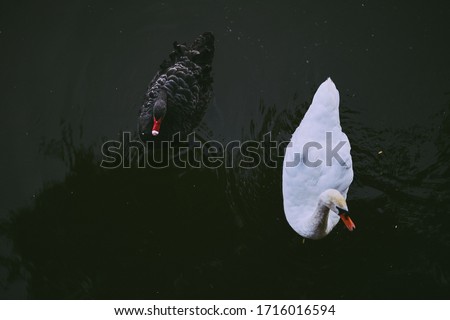 white and black swans. white and black swan on the water. vintage photo processing