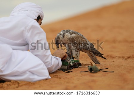 Arab falconer feeding his Gyr Falcon, Dubai, United Arab Emirates, UAE Desert 
