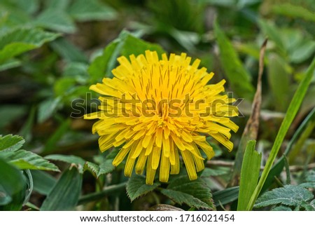 one large blooming yellow bud of a wild dandelion flower among green vegetation in a spring park