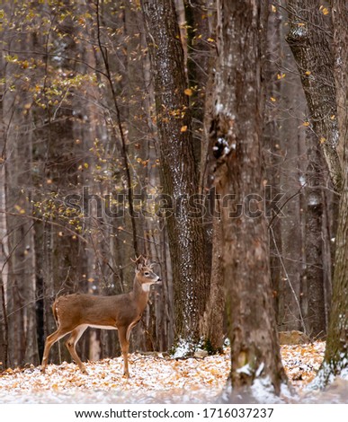 Adult white-tailed deer buck during the Wisconsin rut in November, vertical