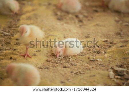 Clouseup of a sleeping yellow chick in a chicken farm