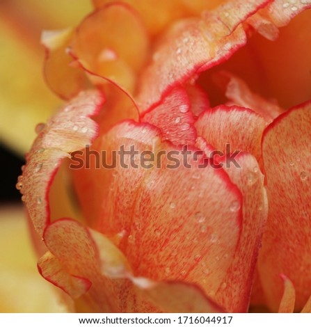 peony flower in the garden. close up picture