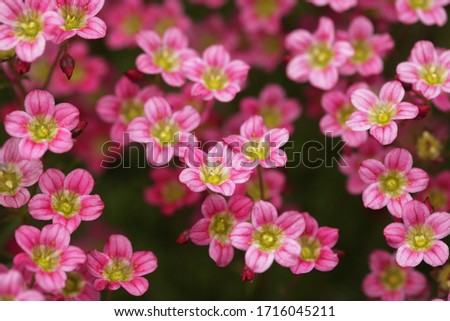 flowers in the garden, spring day close up picture