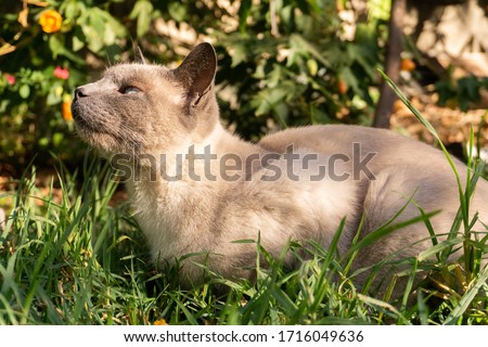 Cute siamese cat on a garden smelling