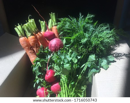 Radish dill parsley and carrots in a cardboard box on a dark background. Daylight photo.