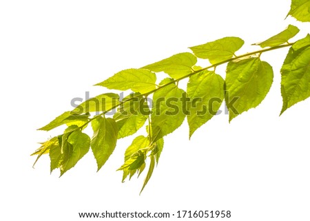 Green leaves, isolated white background, with clip art