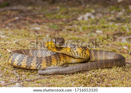 Eastern Tiger Snake in defence pose Royalty-Free Stock Photo #1716053320
