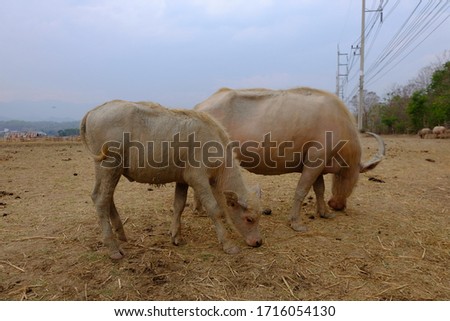 Is a picture of a buffalo in an arid rice field, Thailand