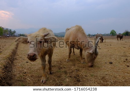 Is a picture of a buffalo in an arid rice field, Thailand