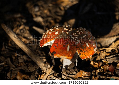 Pretty red mushroom with white dots in the end of a day