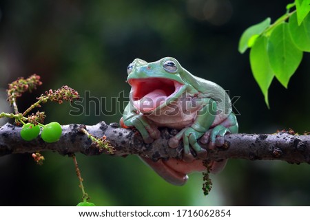 Dumpy frog "litoria caerulea"  shadding on branch, Dumpy frog "litoria caerulea" look like laughing on branch Royalty-Free Stock Photo #1716062854