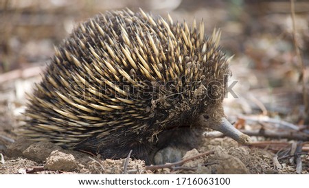 Adorable Australian echidna in a wild - looking for food - summertime - close up