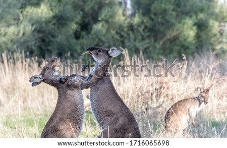 Two young male kangaroos fighting during the mating season - Adelaide, South Australia