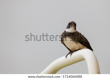 closeup shot of a Sunda Pied Fantail or Malaysian Pied Fantail in nature