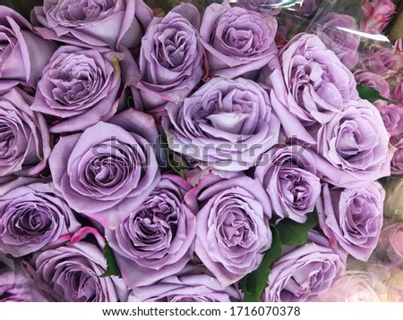 Close up purple Rose Background


