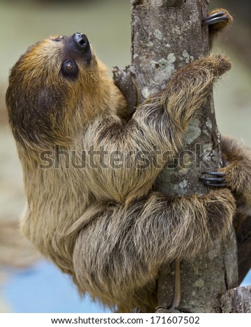 Sloth Still